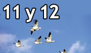 Día mundial de las aves migratorias